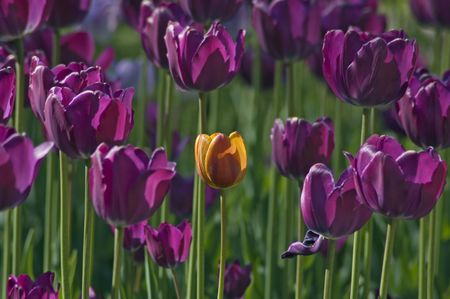 close up of red and yellow tulip at sunsetの写真素材