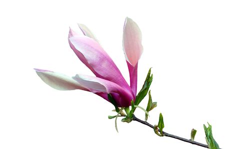 Magnolia flowers in evening time isolatedの写真素材