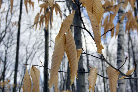 Dry leaves on trees in winter on sky background. Awenda.