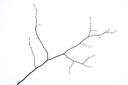 Small tree without leaves on snow backgroundの写真素材