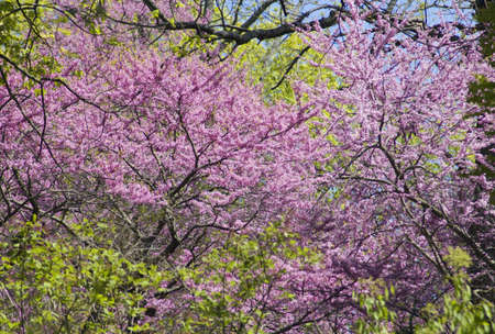 Apple blossom and bee against green backgroundの写真素材
