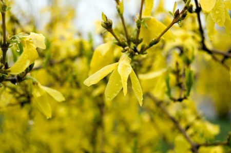 Yellow flovers on forsythia branches on blue の写真素材