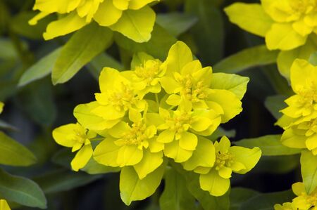 Yellow flovers on green background