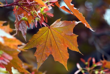 Orange maple leaves backlit by sunlight