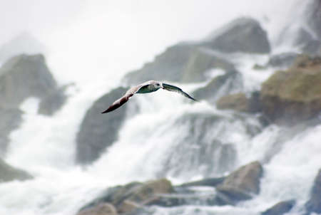 Gull in flight on Niagara Falls backgroundの写真素材