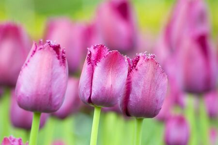 close up of raspberry pink tulip on dark background