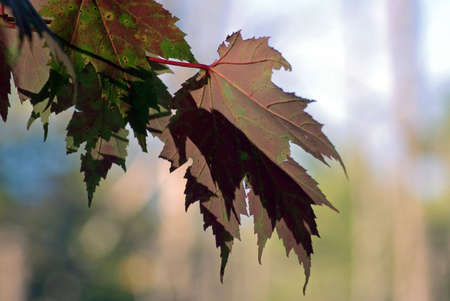 Green and red maple leaves in front of blur background