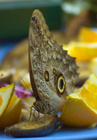 Eating butterfly on blur backgroundの写真素材