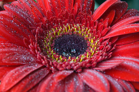 macro shot of orange gerbera flower petals with dew の写真素材