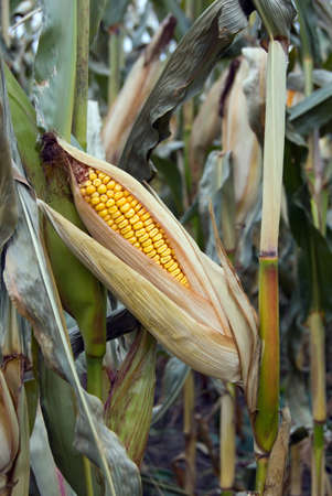 An cob of corn on the stalk in a field ready for harvestingの写真素材