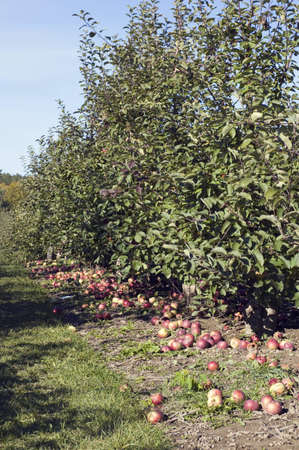 Apple farm in fall time. Ontarioの写真素材
