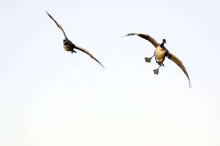 Canadian goose in flight on blue sky backgroundの写真素材