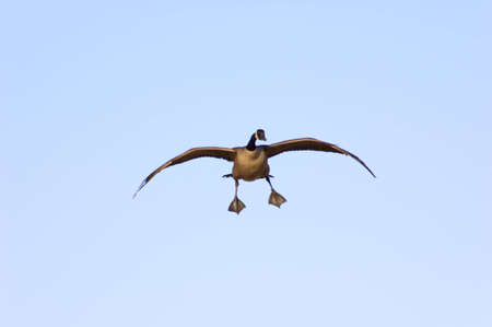 Canadian goose in flight on blue sky backgroundの写真素材