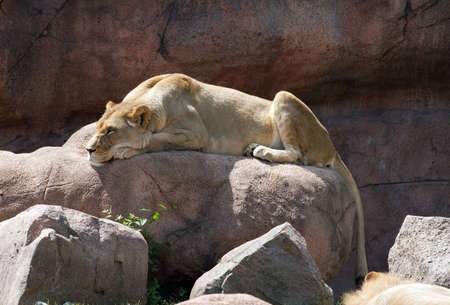 Lioness lying on rock
の写真素材