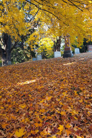 Colorful autumn trees on King city cemeteryの写真素材