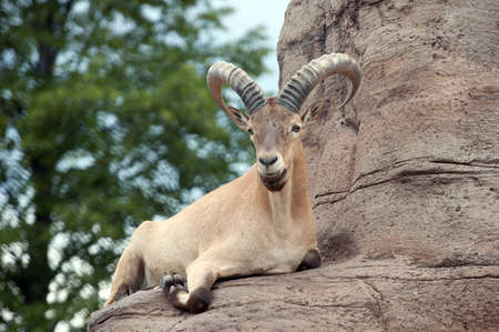 West Caucasian tur on rock background