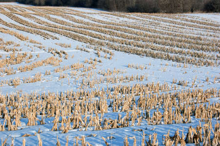 Harvested corn field under snow in Januaryの写真素材