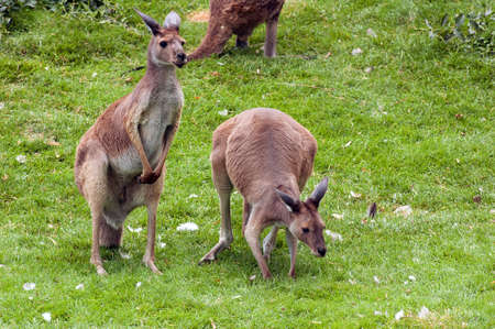 Red Kangaroos on green grass background