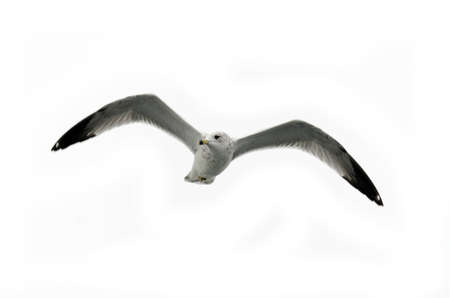 Gull in flight on white sky backgroundの写真素材