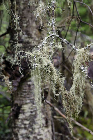 Lichen and moss wrapped trees in Nays park.の写真素材