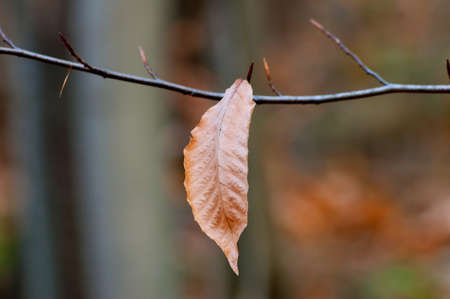 Black cherry tree and dry leaf. Robinson forest