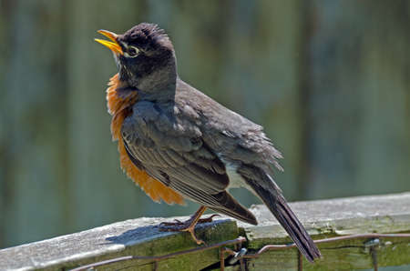American Robin (Turdus migratorius) sitting on a fence