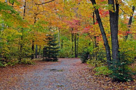 Colorful trees in Killarney Park in fall time, Canadaの写真素材