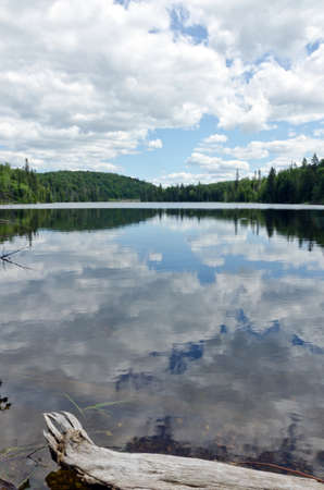 Sunny forest near Superior Lake, Canada