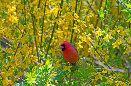 Northern Cardinal (cardinalis cardinalis) on a stump in springの写真素材