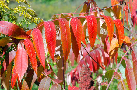 Fall's colorful trees in park. Ontario, Canada