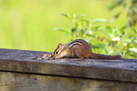 Eastern chipmunk (Tamias striatus) closeupの写真素材