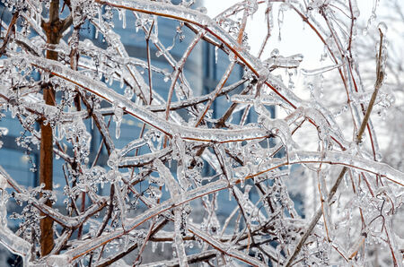 Twigs of tree encased in ice after a freezing rain stormの写真素材