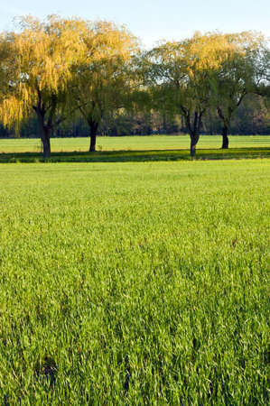 Trres and grass in spring morningの写真素材