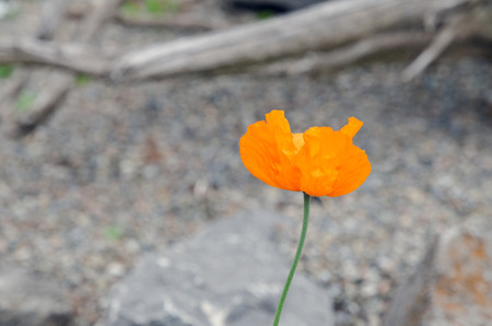 Colorfull plants and leaves in spring parkの写真素材