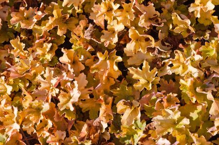 Dead leaves shot ideal for backgrounds and textures