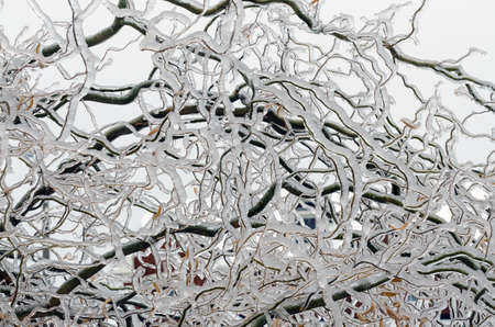 Twigs of tree encased in ice after a freezing rain stormの写真素材