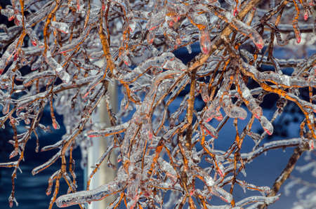 Twigs of tree encased in ice after a freezing rain storm