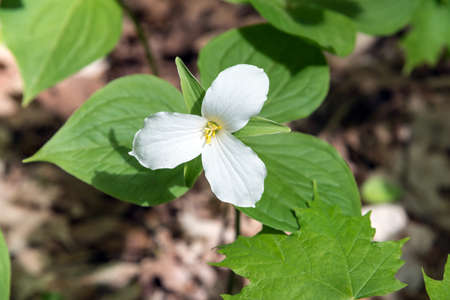 White Trillium Blooming in the Spring in Ontario forestの写真素材