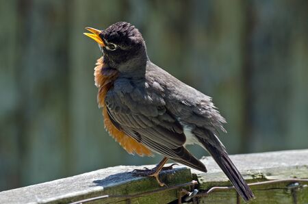 American Robin (Turdus migratorius) sitting on a fence