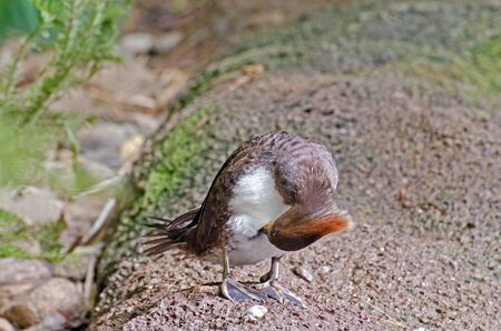 Female Hooded Merganser ion the ground close-up shotの写真素材