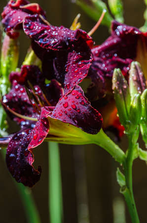 Delicate red daylily after a rainの写真素材
