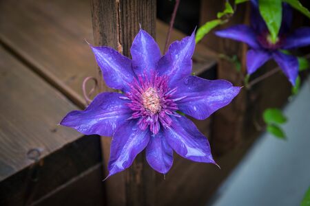 Blue Clematis in sunny day on wod backgroundの写真素材