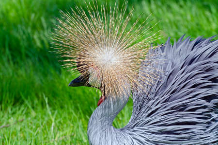 Crowned Crane on green blur backgroundの写真素材