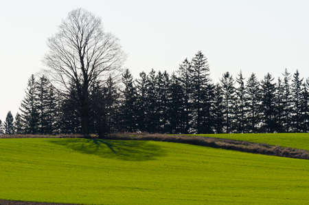 Rows of soy plants in a cultivated farmers fieldの写真素材