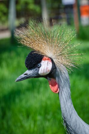 Crowned Crane on green blur backgroundの写真素材