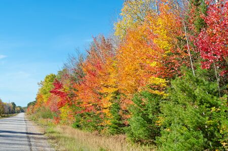 Falls colorful trees in park. Ontario, Canadaの写真素材