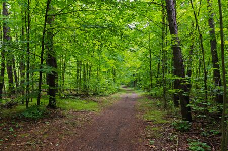 Scenic path through green forest in Ontario, Canada