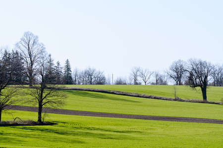 Rows of soy plants in a cultivated farmers fieldの写真素材