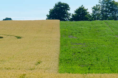Yellow field of wheat at summer dayの写真素材