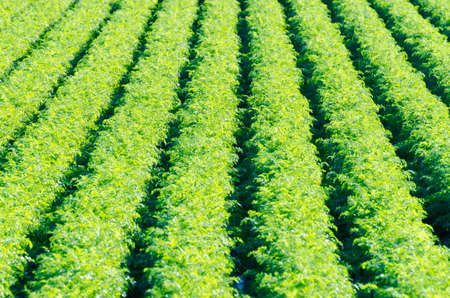 Rows on green plant on farm field.の写真素材